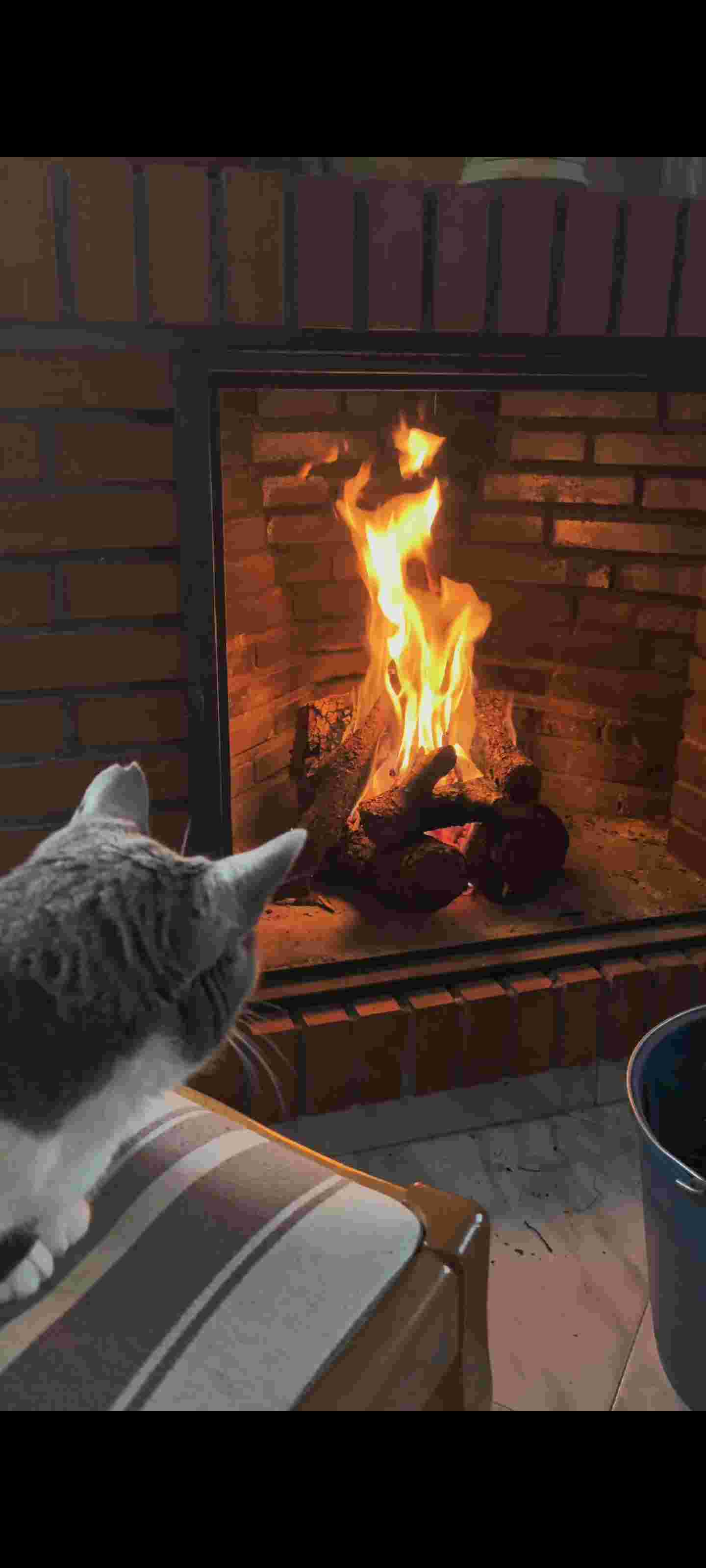 Hasta mi gato vive mejor que tú Javih , jajaja