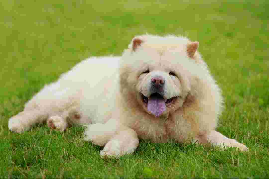 que empieza el chow peña!!