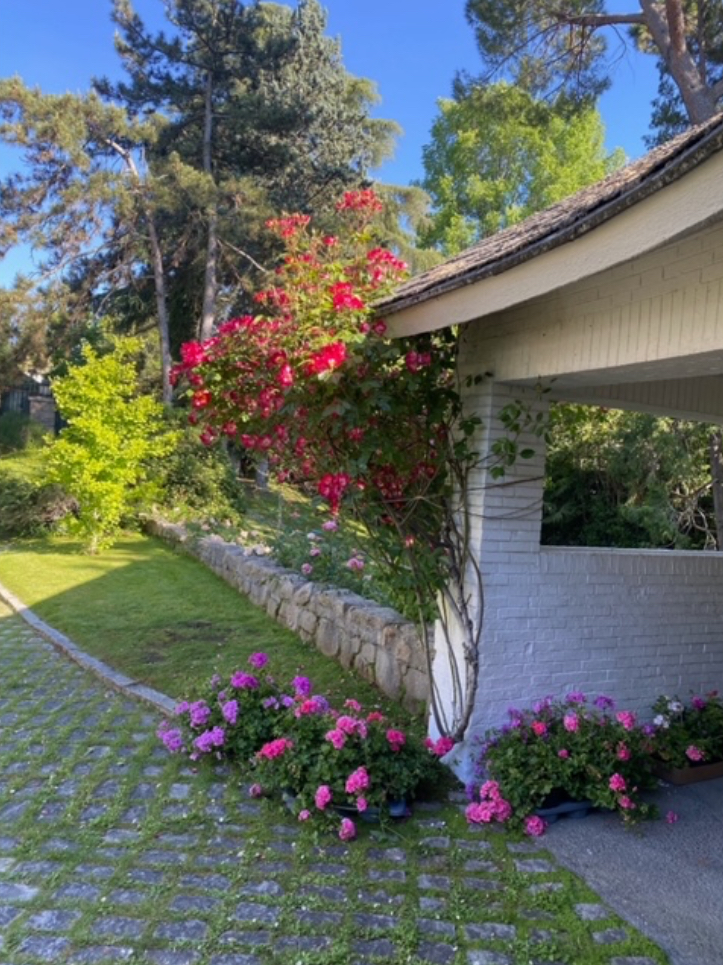Ahora vengo del vivero donde compré unas gitanillas para poner en las jardineras de las ventanas en la cara norte de la casa. Se agotaron las gitanillas rosas del tono que tienen las de la fachada que mira a Madrid. Estas son las que compré ahora