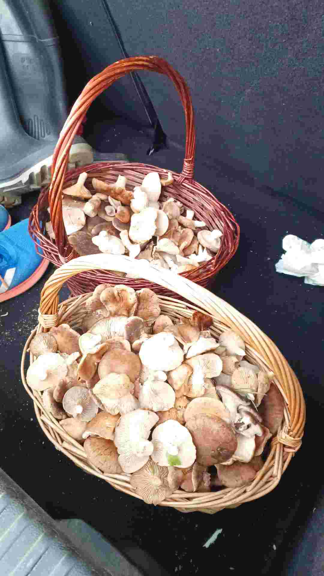 grafico de la accion Deoleo