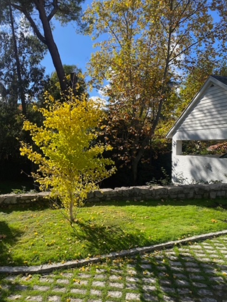 grafico de la accion Grupo Ezentis