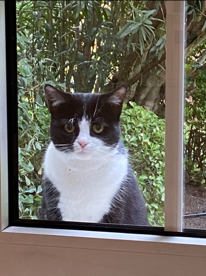 grafico de la accion Grupo Ezentis