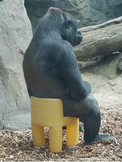 grafico de la accion Vanadi Coffee