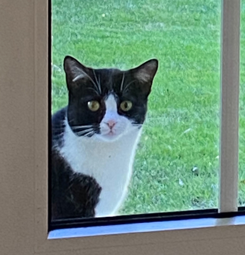 grafico de la accion Grupo Ezentis