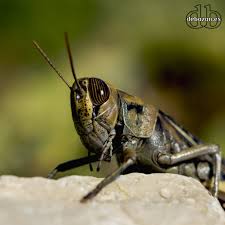 Le va de fábula ….ahi va , el dragón le queda grande al título <span class="Emo46"> </span> <span class="Emo46"> </span> <span class="Emo46"> </span>