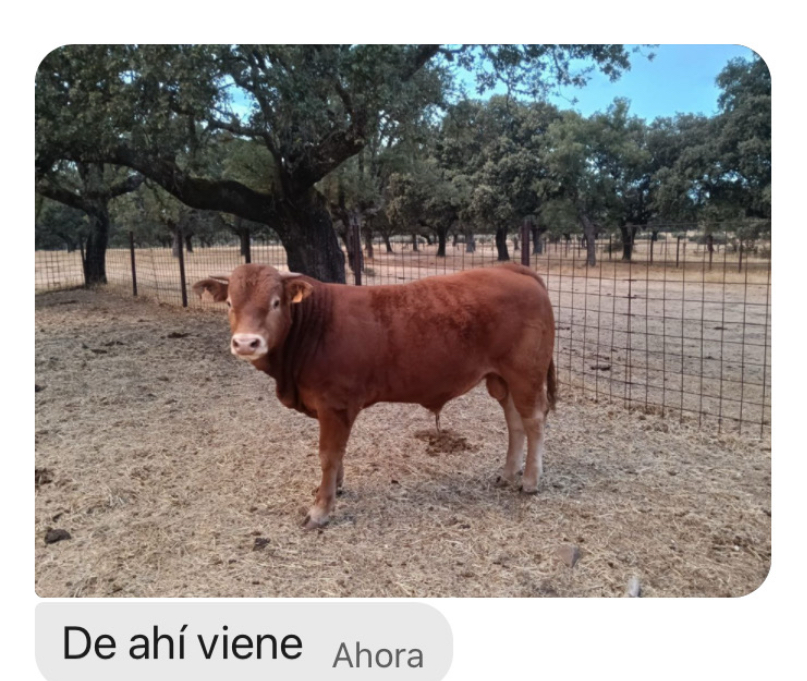La vaca que nos ha regalado su presencia