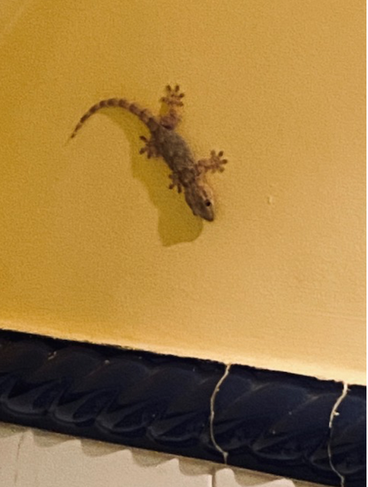 Siempre que Eze consolida mucho y antes de tirar para arriba entra por la noche en mi cuarto de baño Escarlata, la salamandra. Voy a llevarla hacia la ventana para que salga