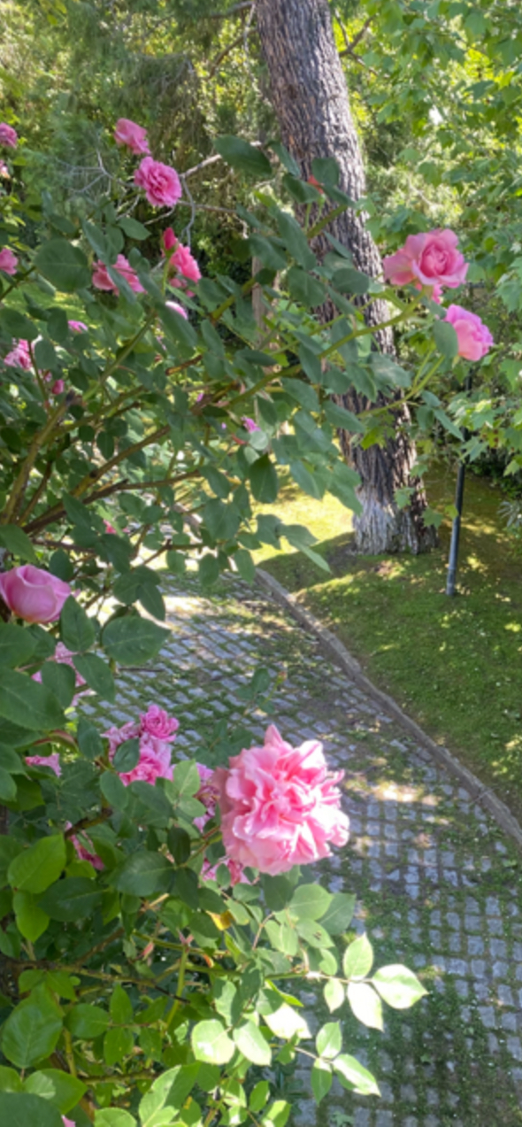 Fuera de broma, el gran futuro de Ezentis gracias a Jóse Elías merece más flores del jardín de Murrieta en el foro