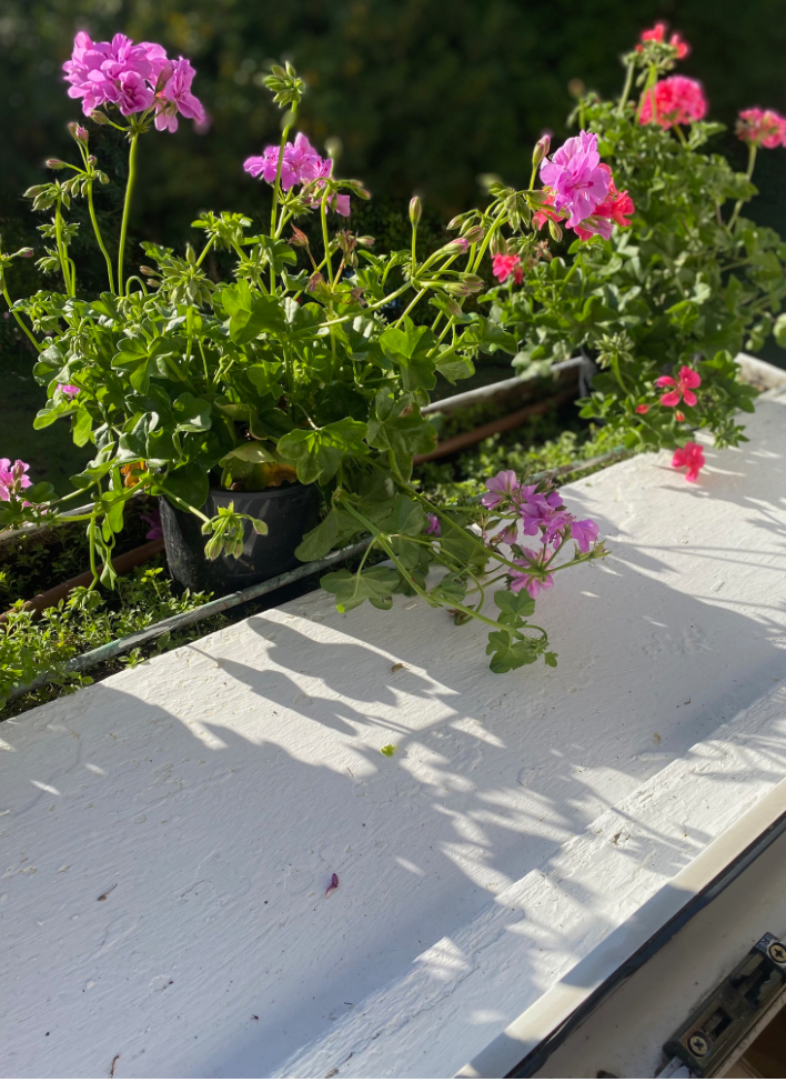Ya colocamos algunos tiestos para plantarse en las jardineras de la otra fachada