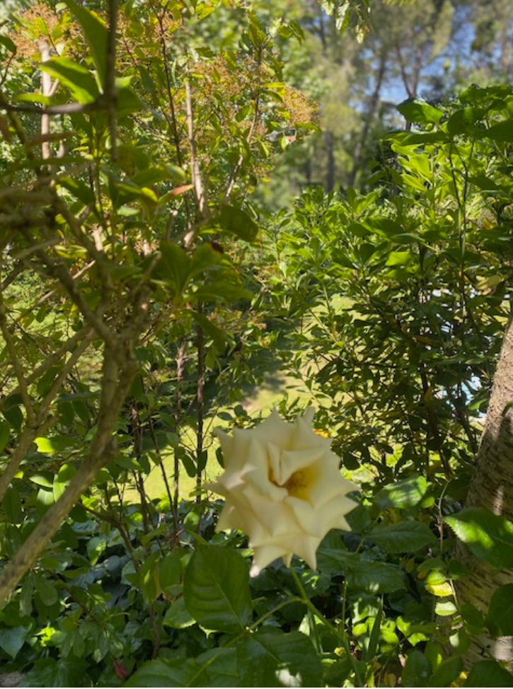 El futuro de Ezentis es de color rosa, así que os mando esta rosa del jardín. Esta primavera hay cientos. Me da que están esperando para comunicar una o dos integraciones. Quizás por eso la controlan. Creo recordar que el presi comentó en la junta que las integraciones estaban “calentitas”. O sea, en cualquier momento.
