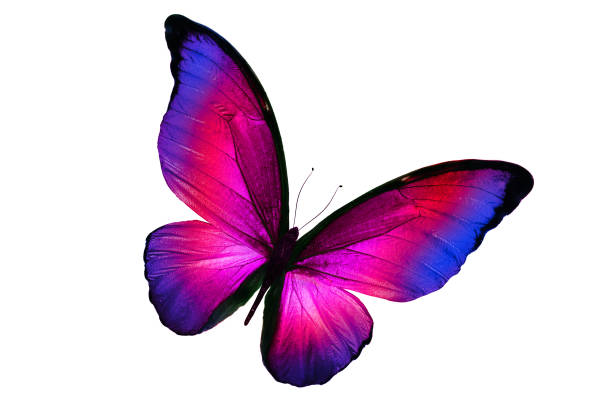 A volar!