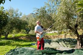 grafico de la accion Solaria Energia